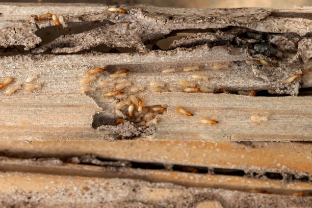 Best Pest Control Near Me in Holdrege, NE